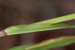 Thin paspalum